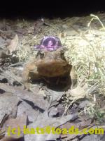 /home//u458753944/public_html/sourcegallery//Roxborough Toad Detour/2026/2026-03-11/P3111573.JPG